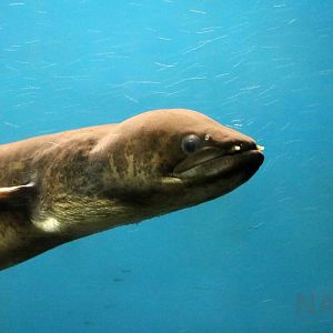 Indonesian shortfin eel, June 2016