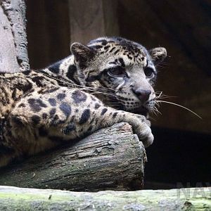 Sumatran (Sunda) clouded leopard, June 2016