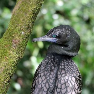 Little black cormorant, June 2016