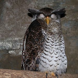 Barred eagle-owl, June 2016