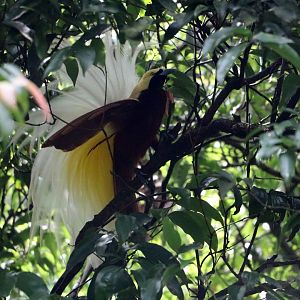 Lesser bird-of-paradise, June 2016