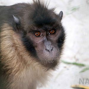 Pagai macaque, June 2016