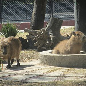 capybaras