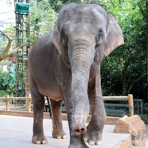 Sumatran elephant, June 2016