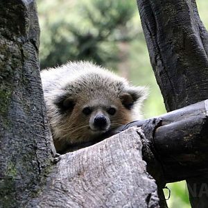 Leucistic? binturong, June 2016