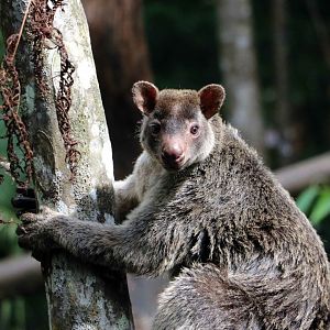 Grizzled tree kangaroo, June 2016