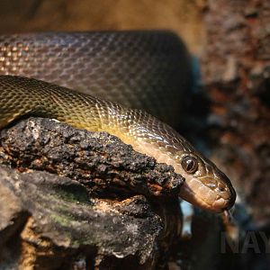 Water python, June 2016