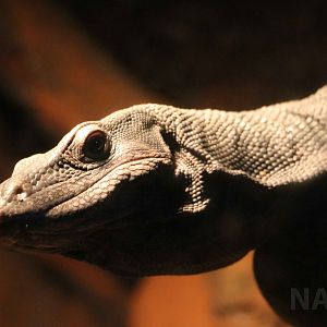 Black tree monitor, June 2016