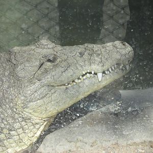morelet´s crocodile
