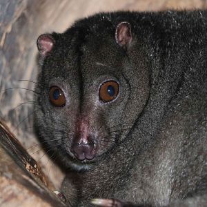 Small Sulawesi cuscus, June 2016