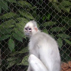 Depigmented mitred surili, June 2016