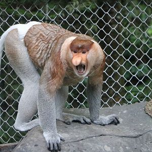 Proboscis monkey, June 2016