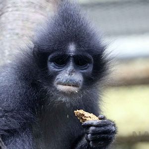 Grizzled leaf monkey, June 2016