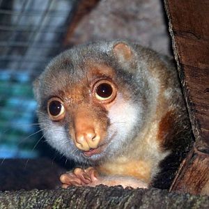 Spotted cuscus, June 2016