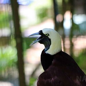 Greater bird-of-paradise, June 2016