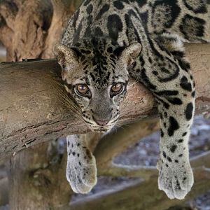 Bornean clouded leopard, June 2016