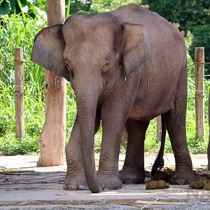 Borneo elephant, June 2016