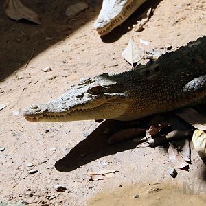 Bornean crocodile, June 2016