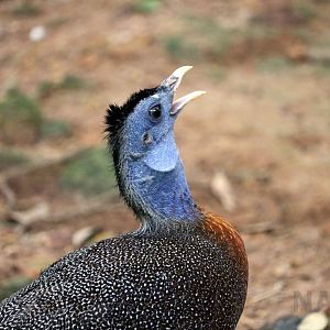 Bornean great argus, June 2016