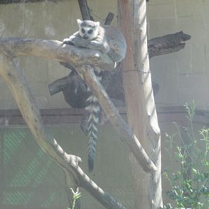 ring tailed lemur
