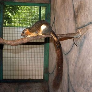 Cream-coloured giant squirrel, June 2016