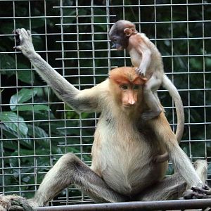 Proboscis monkeys, June 2016