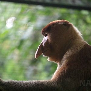 Proboscis monkey, June 2016