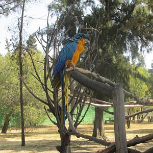 blue and yellow macaw
