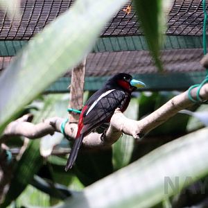 Black-and-red broadbill, June 2016
