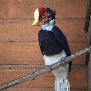 Helmeted hornbill, June 2016