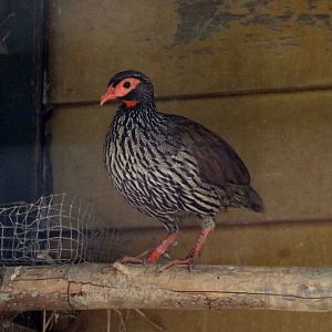 Red-necked francolin, June 2016