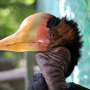 Helmeted hornbill, June 2016