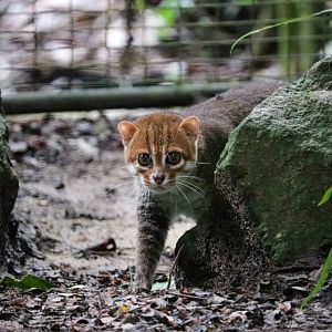 Flat-headed cat, June 2016