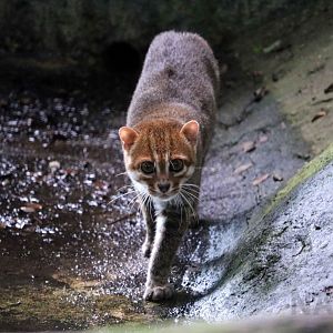 Flat-headed cat, June 2016