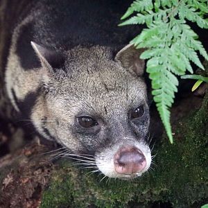 Large Indian civet, June 2016