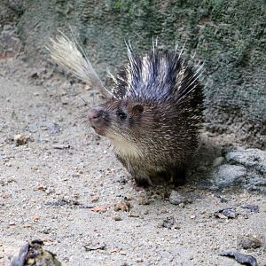 Asiatic brush-tailed porcupine, June 2016