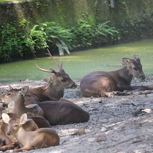 Bawean deer, June 2016
