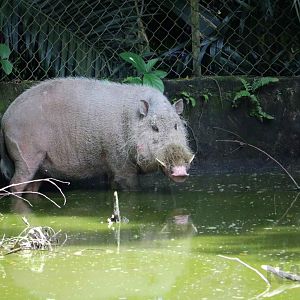 Western bearded pig, June 2016