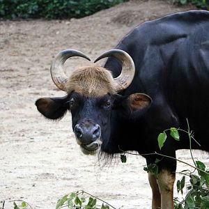 Malayan gaur, June 2016
