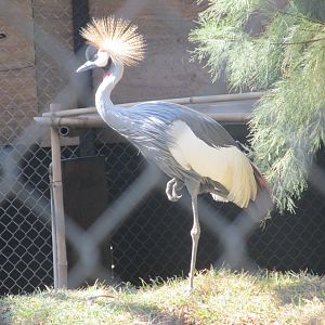 crowned crane