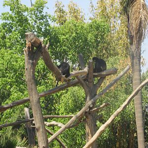 mexican spider monkeys