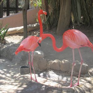 caribbean flamingo