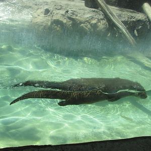 neotropical river otter