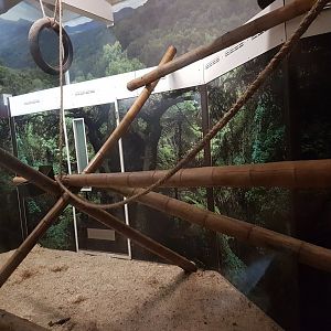 Capucine-monkey indoor-enclosure