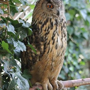 European eagle-owl