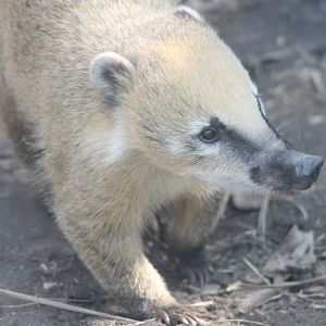 Ring-tailed coati