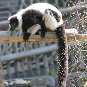 Black and white ruffed lemur