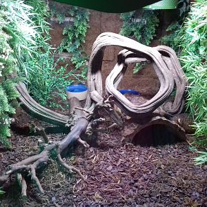 Greater Hedgehog Tenrec enclosure