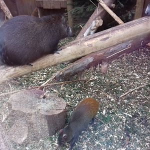 Cuban Hutia and Red-Rumped Agouti