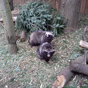 Raccoon Dogs